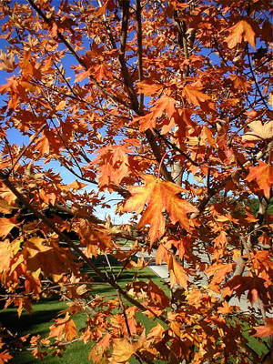 Fall Foliage Project